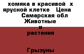 4 хомяка в красивой 2х ярусной клетке › Цена ­ 600 - Самарская обл. Животные и растения » Грызуны и Рептилии   